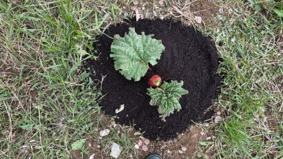 Plante uten dekke