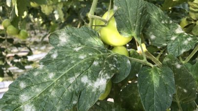 Foto Annichen Smith Eriksen