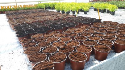 Torvreduserte vekstmedier