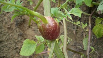 Svartskurv luftknoll 4