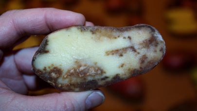 Torrate pa Mandelpotet