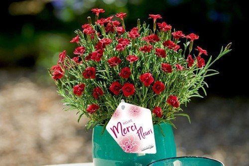 Dianthus merci fleuri