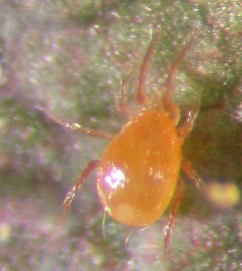 Phytoseiulus persimilis kopi