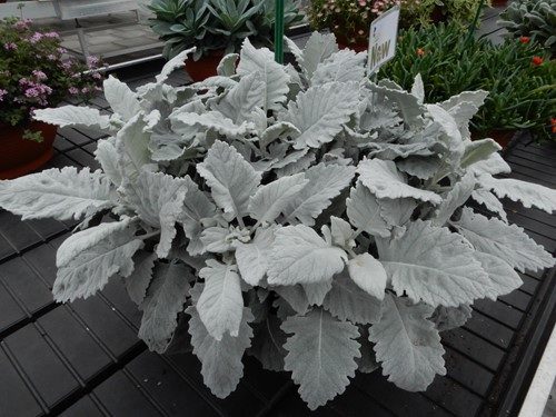 Senecio silvery velvet