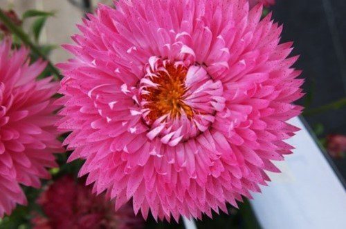 Xerochrysum granvia pink flame