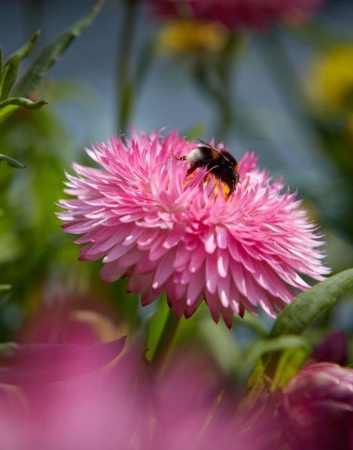 Xerochrysum granvia pink flame1