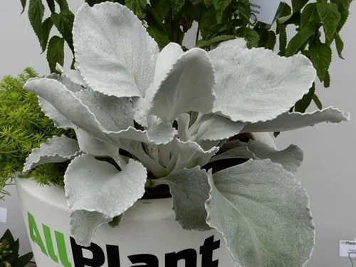 Senecio angel wings