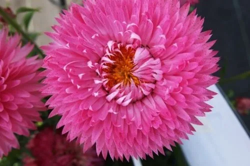 Xerochrysum granvia pink flame