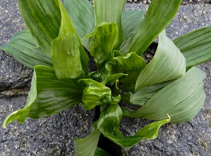 Skade Movento Alstroemeria MB 2016