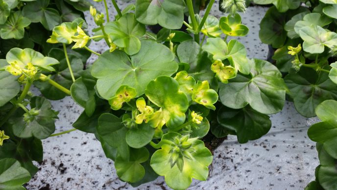 Skade av Movento pa Pelargonium LK 2016