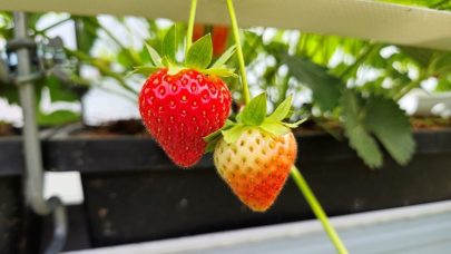 Jordbaer Juni Karlsen