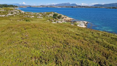 Kystlynghei Foto Maud Grotta
