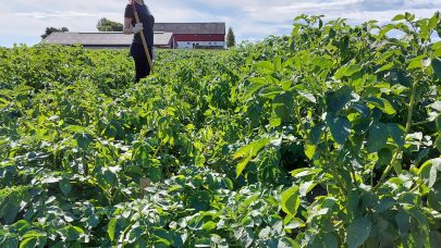 20210820 Visningsfelt sorter 2021