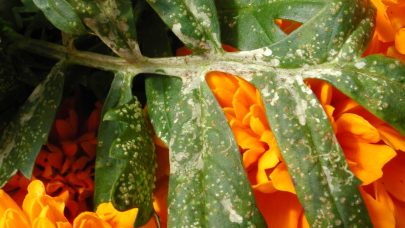 Miner tagetes 7