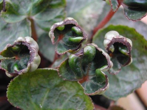 Cyclamen bladskade