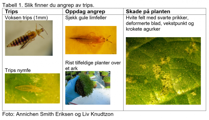 Hvordan oppdage skadedyr tabel 1