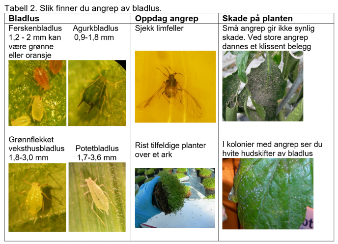 Hvordan oppdage skadedyr tabel 2