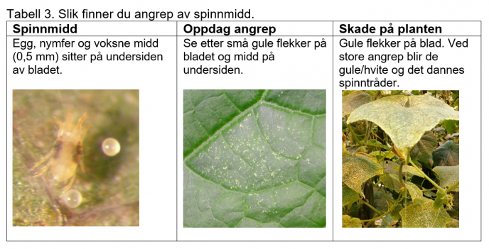 Hvordan oppdage skadedyr tabel 3