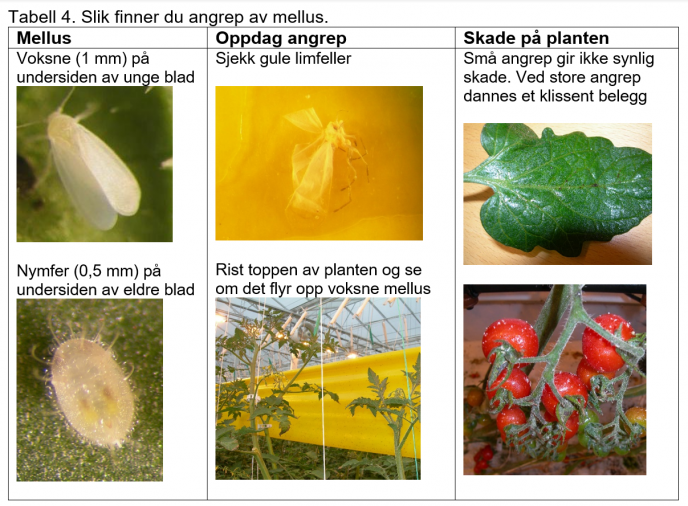 Hvordan oppdage skadedyr tabel 4