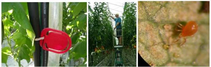 Merk planterekker der det er spinnmidd og stro ut rovmidd i toppen av plantene Foto A Smith Eriksen