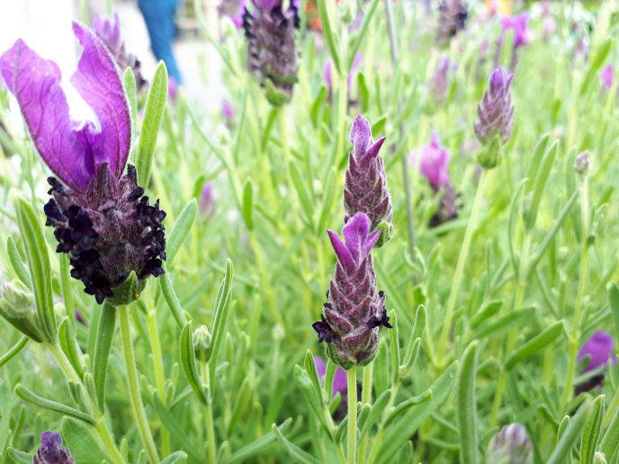 Lavandula Dummen Orange 13 06 18 ASA 191