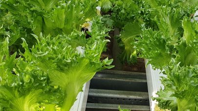 Salat i veksthus 3