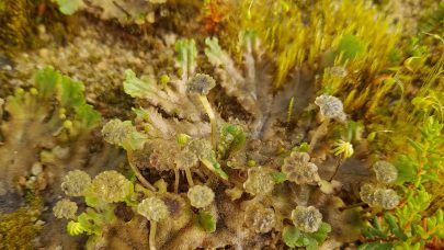 Marchantia polymorpha